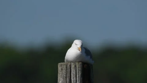 A Herring Gull Lying on a Piling Stock Footage 133024181
