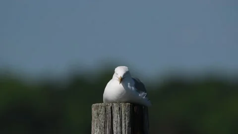 A Herring Gull Lying on a Piling Stock Footage 133024210