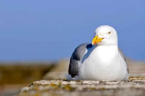 Herring gull lying on wall Stock-Fotos