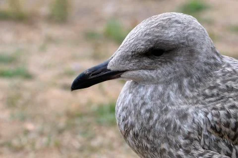 Herring gull in a macro shot - side view Stock Photos