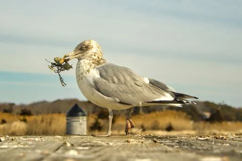 Herring Gull With Nest Material Stock Photos