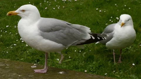 Herring Gull with only one leg. Stock Footage