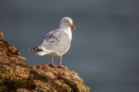 Herring Gull perched on the chalk cliffs at Bempton Cliffs North Yorkshire,UK Foto stock