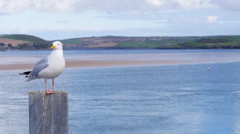 Herring Gull perched on post, empty space to RHS Stock Footage 37164637