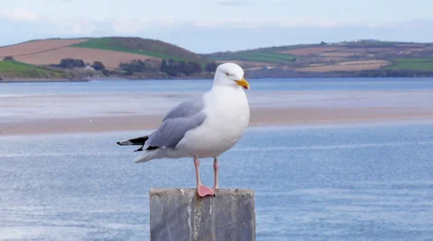 Herring Gull perched on post Stock Footage 37164907