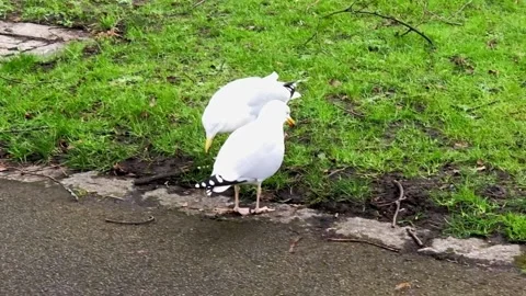 Herring Gull performs 'rain dance' to draw out worms for feeding Vidéo 234873033