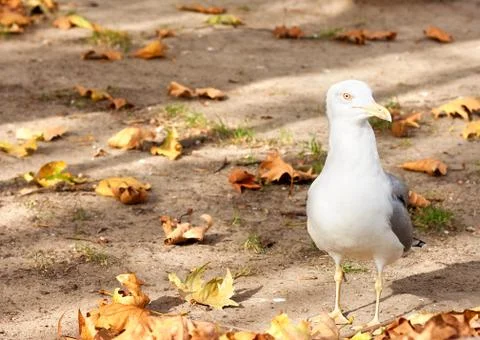 Herring-gull Stock Photos