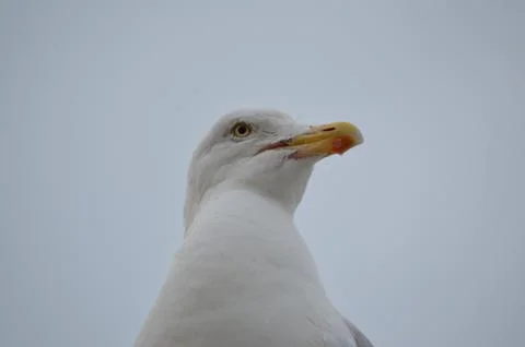 Herring gull 写真素材