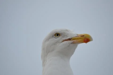 Herring gull Stock Photos