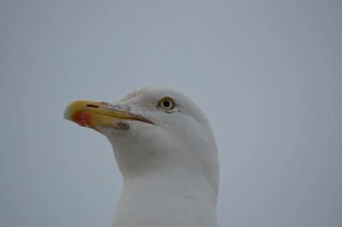 Herring gull Stock Photos