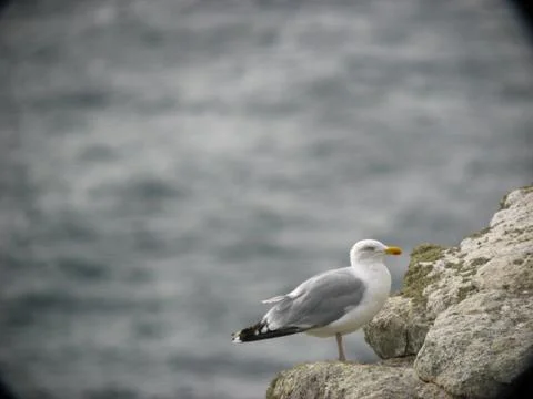 Herring gull Stock Photos