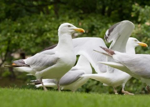 Herring Gull Stock Photos