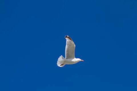 Herring Gull Stock Photos