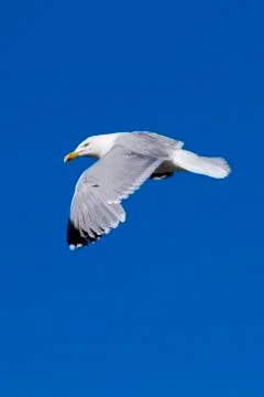 Herring Gull Stock Photos