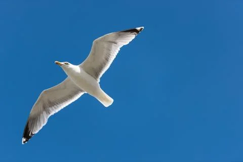 Herring Gull Stock Photos