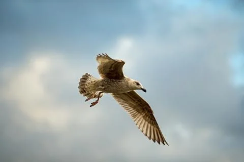 Herring gull Stock Photos