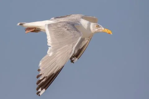 Herring Gull Stock Photos