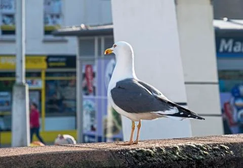 Herring Gull Stock Photos