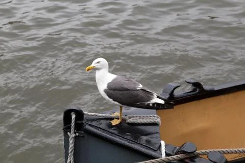 Herring Gull Stock Photos