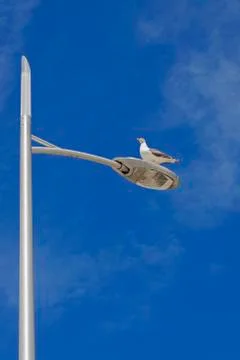 Herring Gull Stock Photos