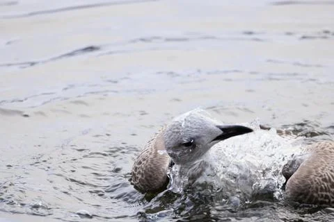 Herring Gull Stock Photos