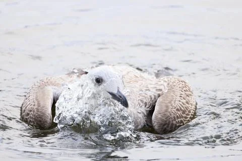 Herring Gull Stock Photos