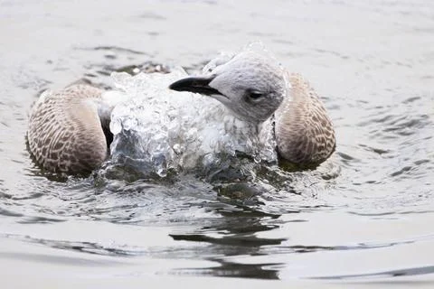 Herring Gull Stock Photos