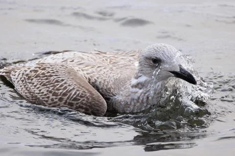 Herring Gull Foto stock