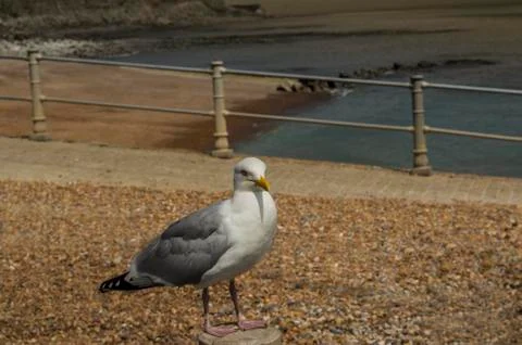 Herring gull on a post Stock Photos