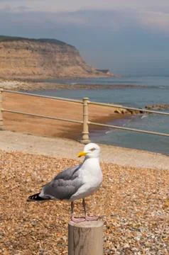 Herring gull on a post Stock Photos