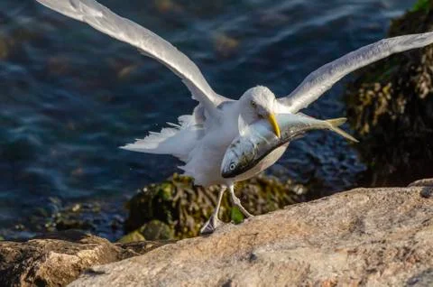 Herring gull preparing to feed on dead bluefish Stock Photos