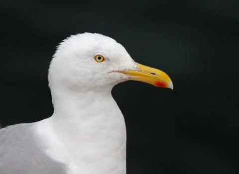 Herring gull profile Stock Photos
