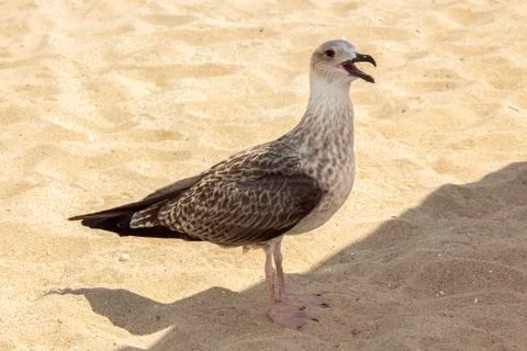 Herring gull on the sand between sunlight and shade. Stock Photos