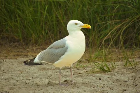 Herring Gull in the Sand on Cape Cod Stock Photos