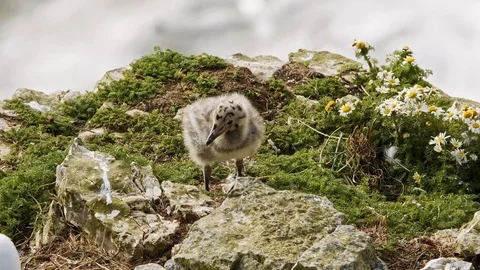 Herring Gull Seabird Chick Bird on exposed cliff top promontory. Stock Footage 111467367