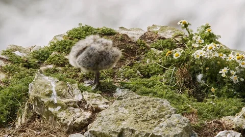 Herring Gull Seabird Chick wing stretching on cliff top. Filmed at 150fps Stock Footage 111467264