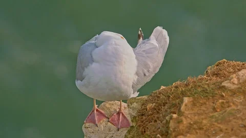 Herring Gull Seabird preening on exposed cliff top promontory. Stock Footage 120147202