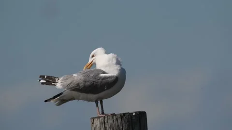 A Herring Gull Sitting on a Piling Preening Stock Footage 133024182
