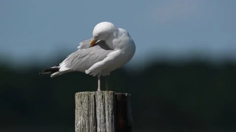 A Herring Gull Sitting on a Piling Preening Stock Footage 133024196