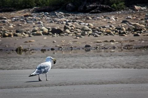 Herring Gull with a snack. Foto stock