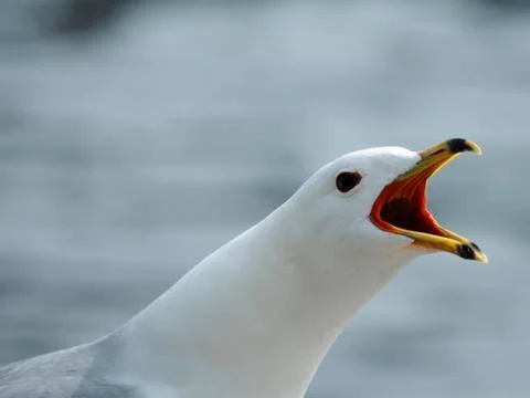 Herring Gull Squabbling Fotos de archivo