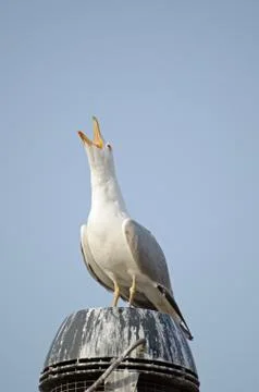 Herring Gull squarking Stock Photos