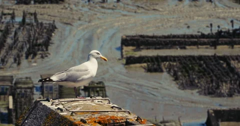 Herring gull standing on stone wall with oyster farm at low tide background 库存影片 336280244