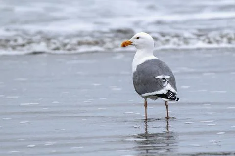Herring gull stands on the beach. Stock Photos