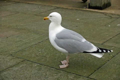 Herring gull stood on a pavement Stock Photos
