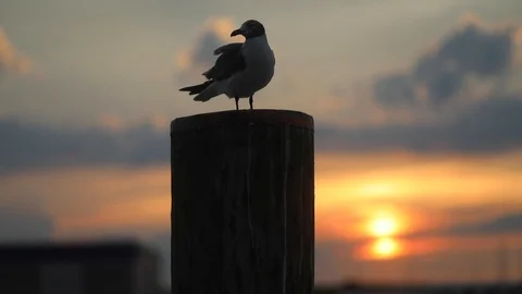 A herring gull at sunset Stock Footage 114674602