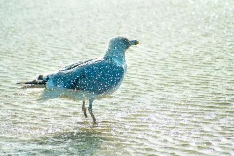 Herring gull taking a bath in the Baltic sea in Poland Stock Photos