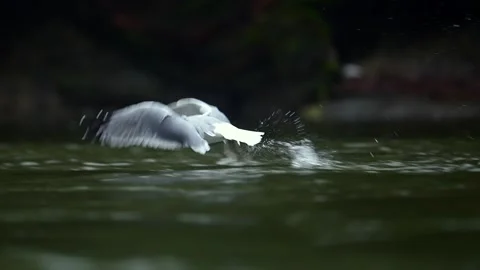Herring Gull Taking Flight from Pond in British Columbia 库存影片 322087640