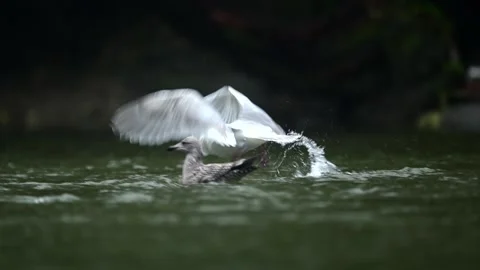 Herring Gull Taking Flight from Pond in British Columbia Stock-Footage 322087643