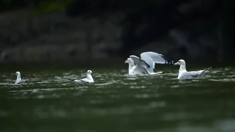 Herring Gull Taking Flight from Pond in British Columbia Stock-Footage 322087645